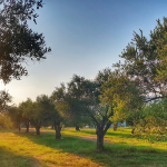 El ciclo del olivar, clave para un AOVE de calidad